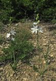 Anthericum liliago