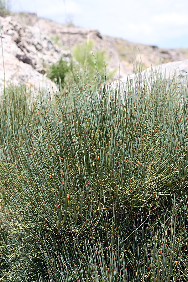 Image of Ephedra equisetina specimen.