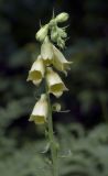 Digitalis grandiflora