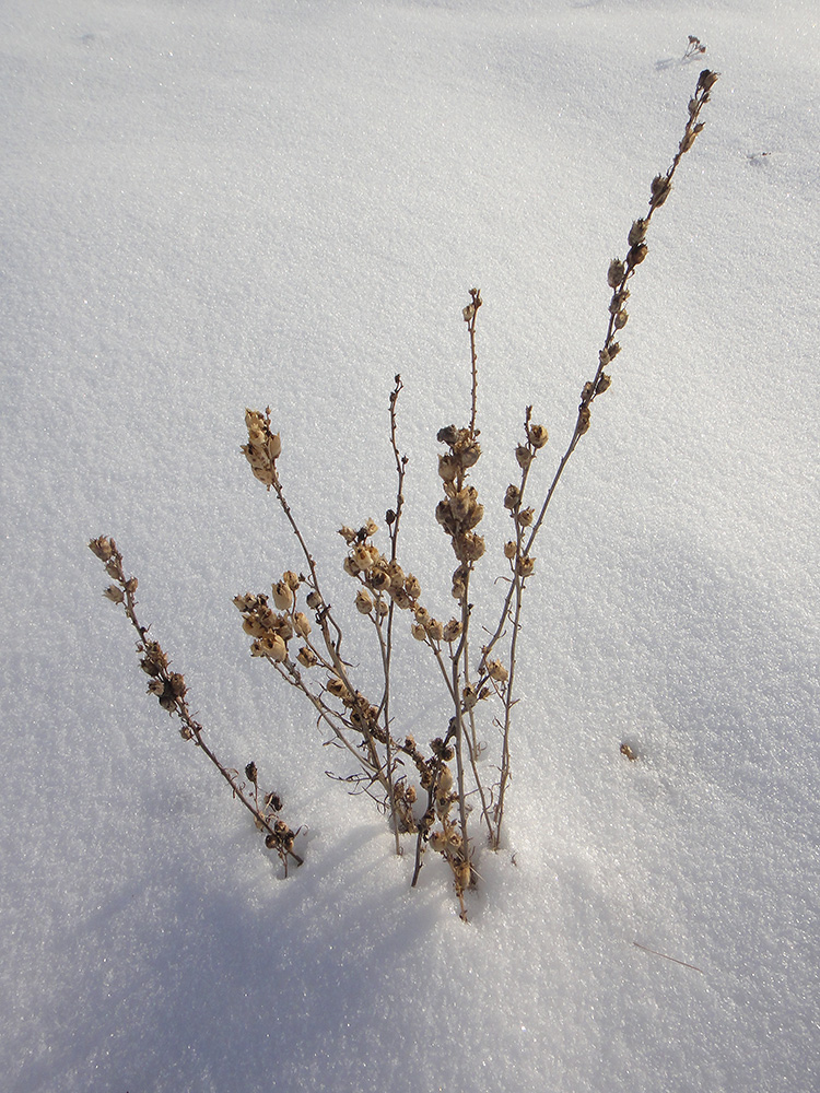 Изображение особи Linaria vulgaris.