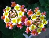 Lantana camara. Соцветия. Египет, окр. г. Хургада, территория отеля, в озеленении. 06.11.2010.