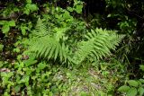 Athyrium filix-femina