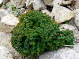Euphorbia lucorum. Плодоносящее растение. Приморье, Лазовский р-н, мыс Столбовой, на скалах. 20.06.2015.