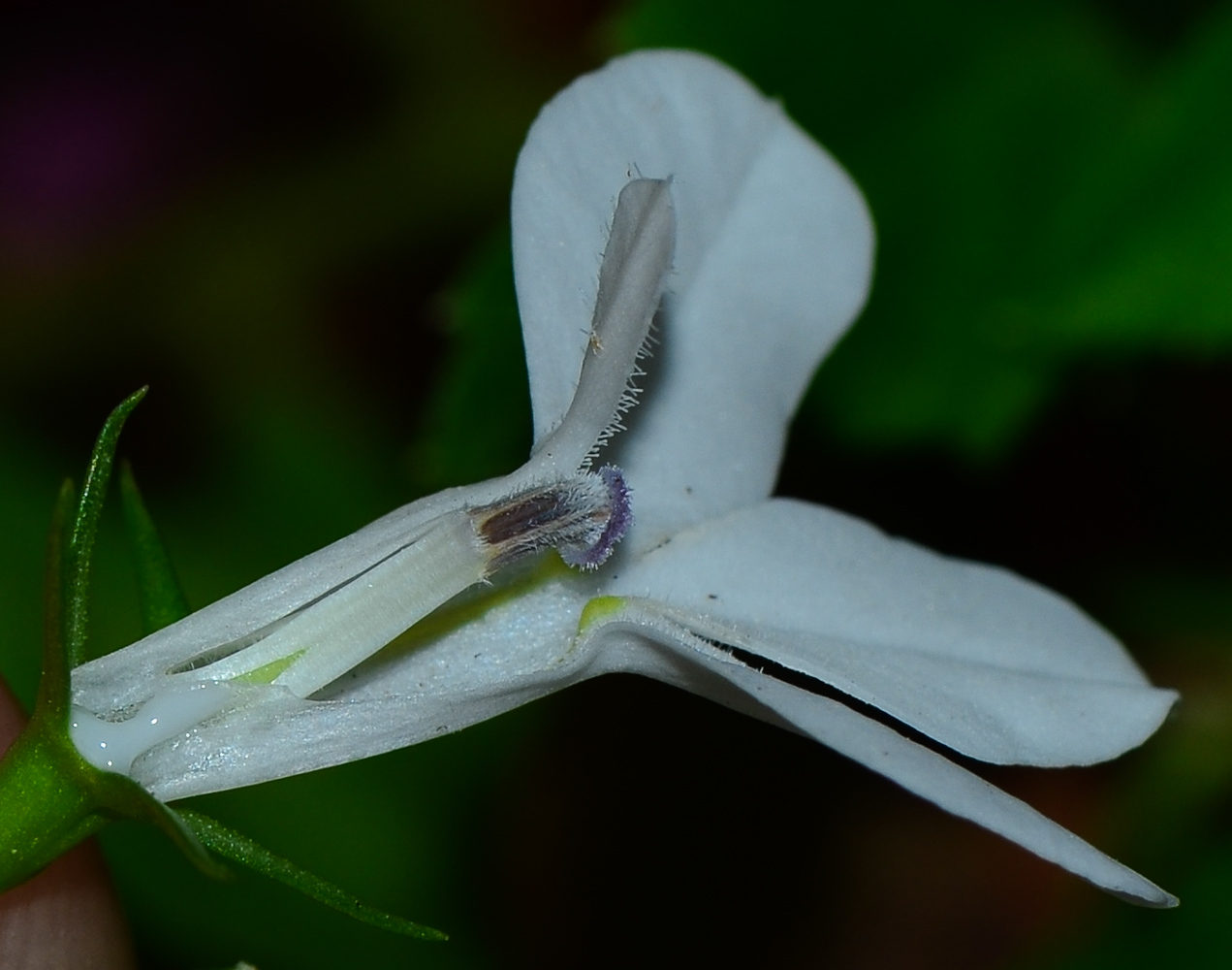 Изображение особи Lobelia erinus.