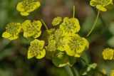 Bupleurum подвид aureum