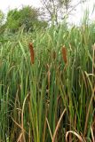 Typha intermedia. Плодоносящие растения. ЮЗ Крым, Байдарская долина, пруд в селе Орлиное. 28.08.2016.