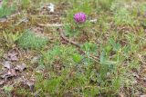 Trifolium medium