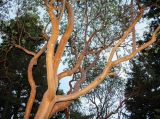 Arbutus andrachne