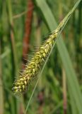 Carex riparia