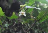 genus Begonia. Малайзия, остров Борнео, провинция Сабах, склон горы Трас-Мади, тропа в джунглях, тропический дождевой лес. 23 февраля 2013 г.