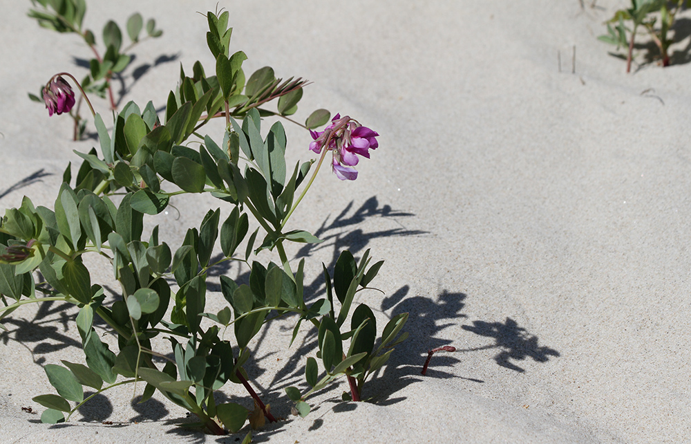 Изображение особи Lathyrus japonicus ssp. maritimus.