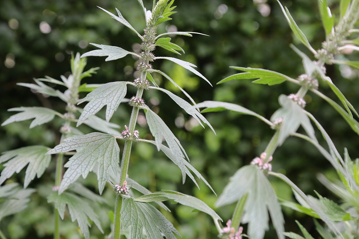 Изображение особи Leonurus quinquelobatus.