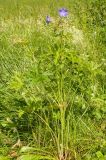 Geranium pratense