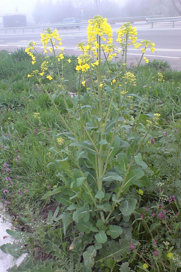 Изображение особи Brassica napus.