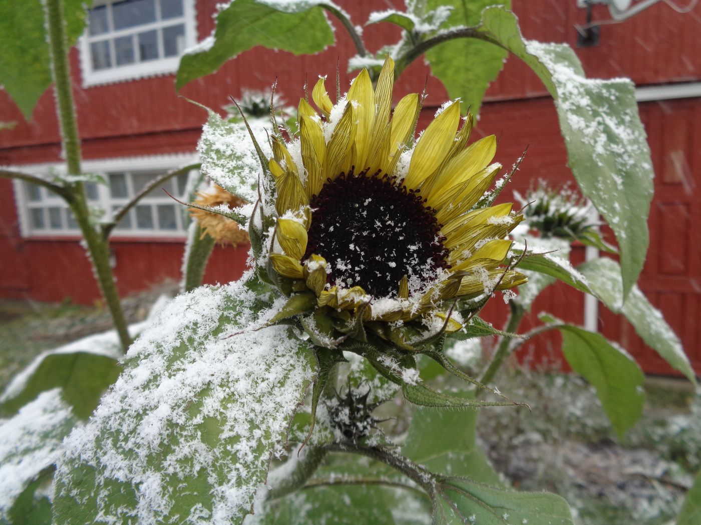 Изображение особи Helianthus annuus.