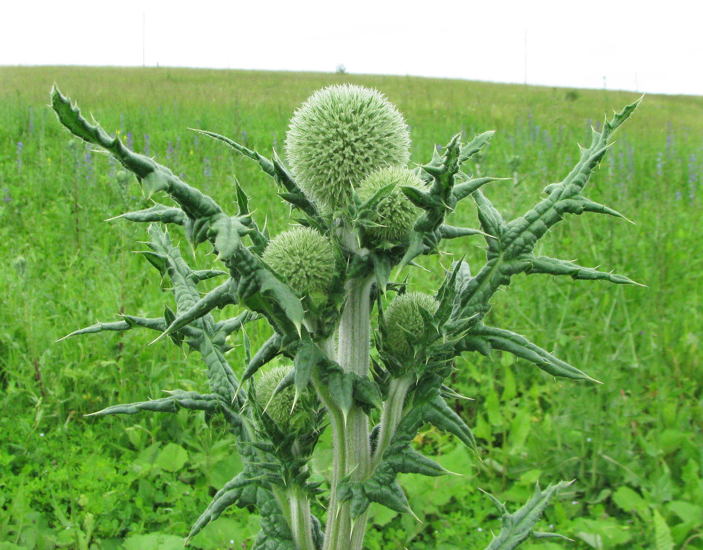 Изображение особи Echinops sphaerocephalus.