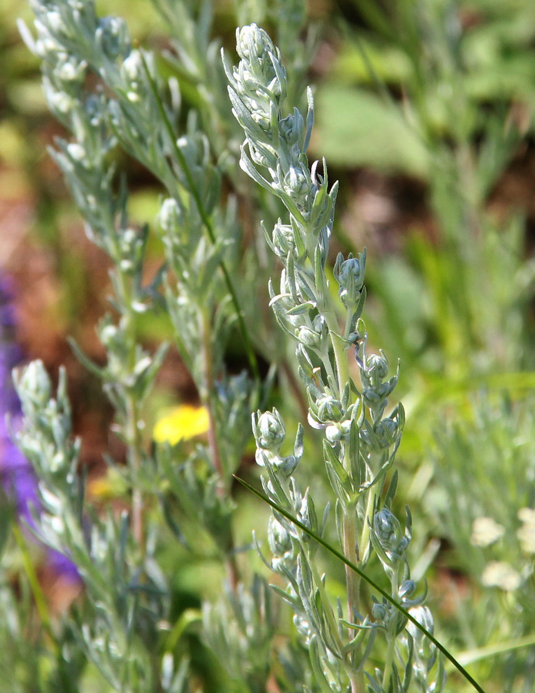 Изображение особи Artemisia sericea.