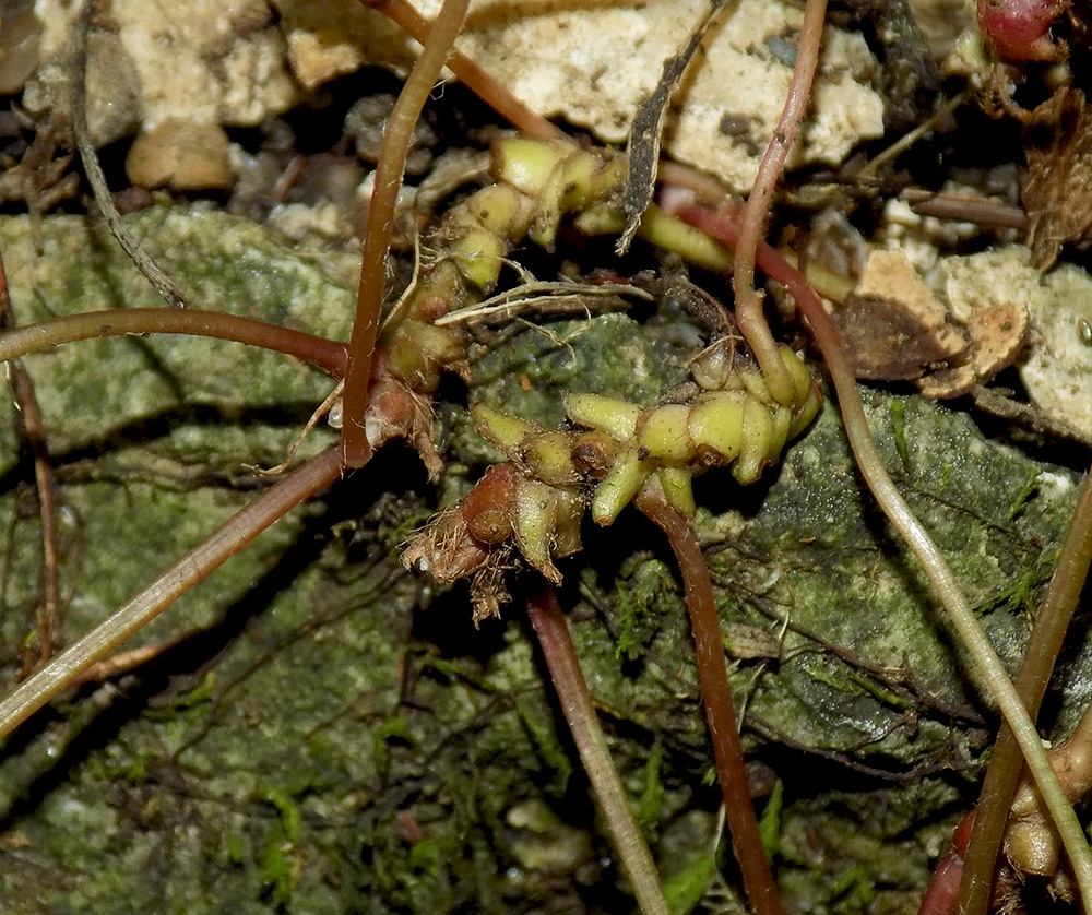 Изображение особи Oxalis acetosella.