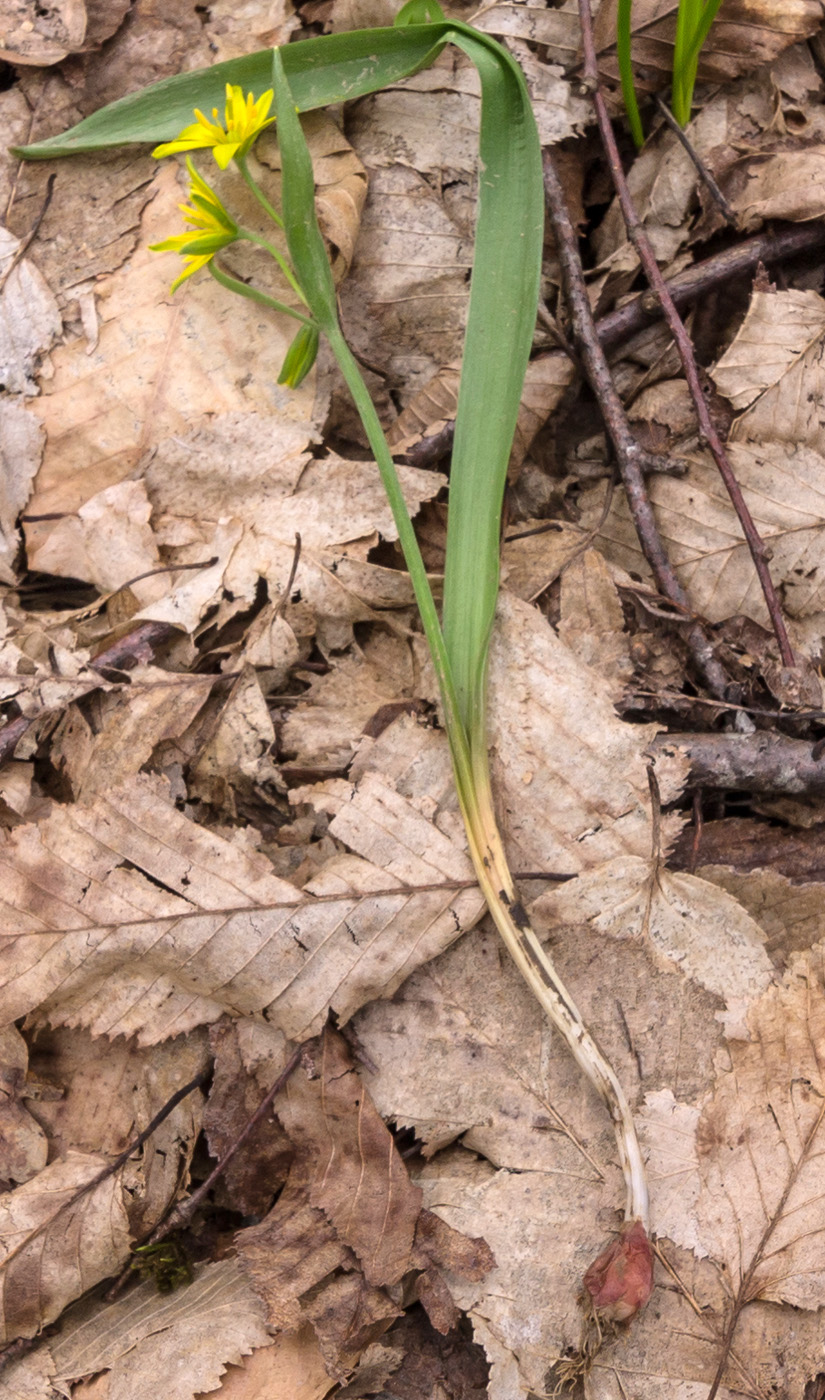 Изображение особи Gagea lutea.