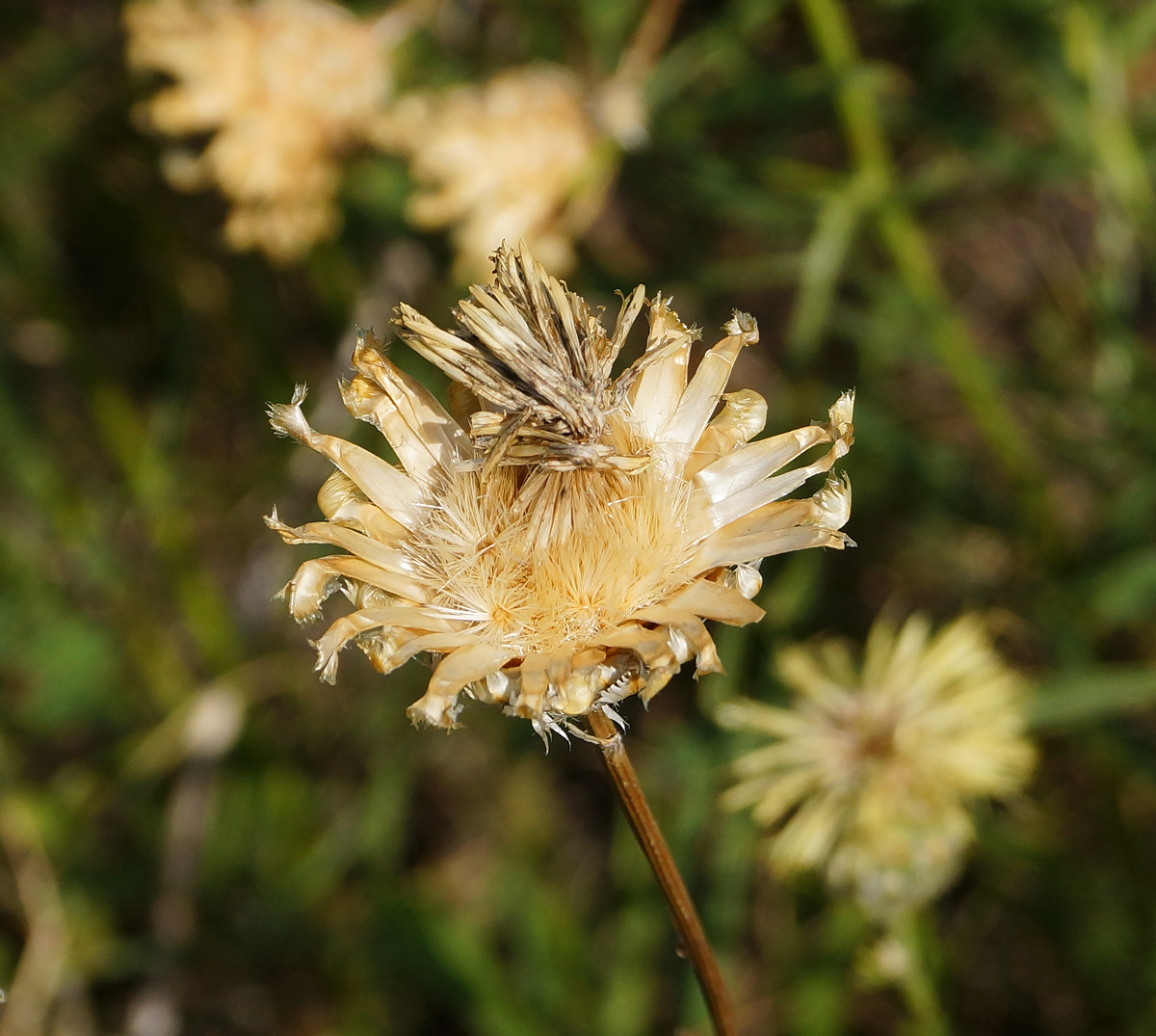 Изображение особи Centaurea orientalis.