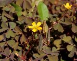 Oxalis corniculata