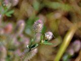 Trifolium arvense. Верхушка побега с соцветиями. Московская обл., Орехово-Зуевский р-н, окр. дер. Красная Дубрава, долина р. Клязьма, залежь. 26.08.2018.