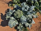 Brassica oleracea разновидность italica. Цветущее растение. Московская обл., Орехово-Зуевский р-н, окр. дер. Красная Дубрава, долина р. Клязьма, в культуре. 26.08.2018.