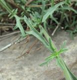 Scrophularia variegata. Часть побега. Дагестан, Унцукульский р-н, ок. 700 м н.у.м., каменистый склон горы. 11.05.2018.