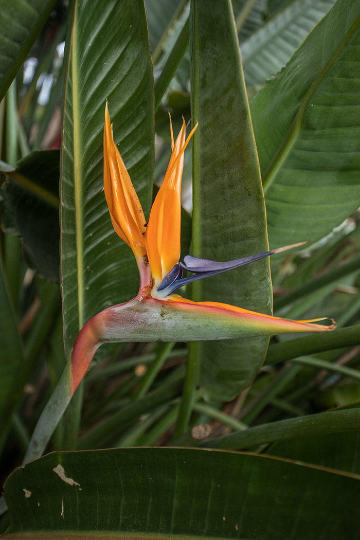 Изображение особи Strelitzia reginae.