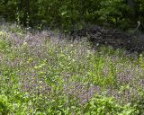 Lamium maculatum