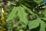 Laburnum anagyroides