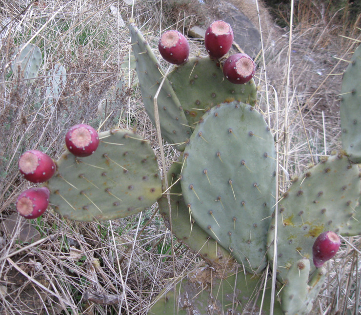 Изображение особи Opuntia engelmannii ssp. lindheimeri.