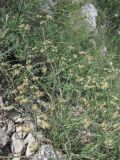 Rumia crithmifolia. Плодоносящее растение. Крым, Байдарская яйла. 2 июля 2010 г.