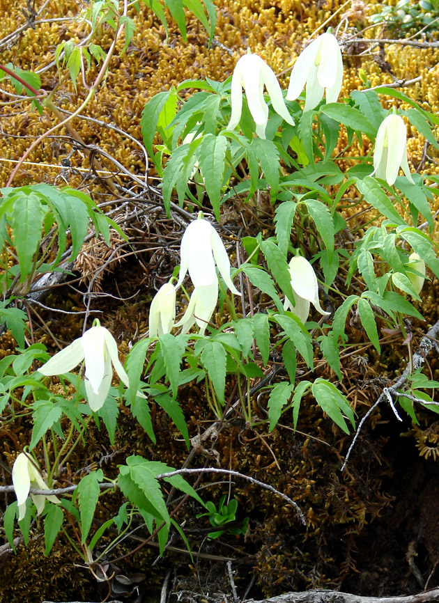 Изображение особи Atragene sibirica.