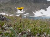 Anthemis sosnovskyana