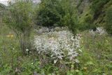 Cirsium argillosum. Цветущие растения на лугу. Чечня, Шаройский р-н, бассейн р. Цесиахк, нижняя часть долины впадающего в р. Цесиахк в селении Цеси левого притока. 11 августа 2923.