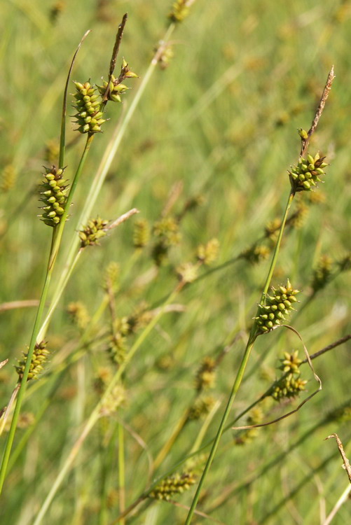 Изображение особи Carex hostiana.