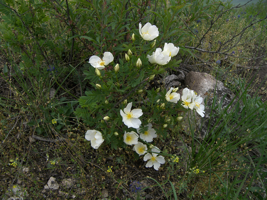 Image of Rosa spinosissima specimen.