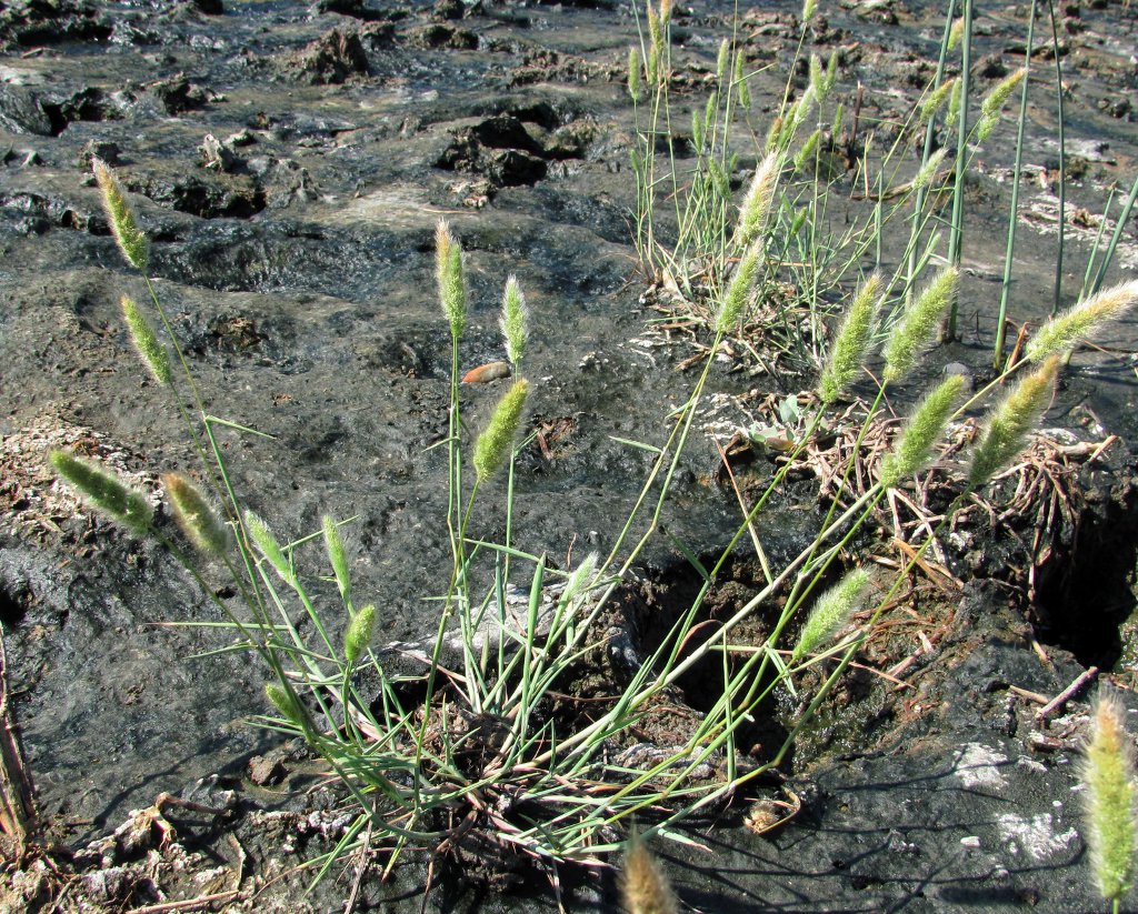 Изображение особи Polypogon monspeliensis.