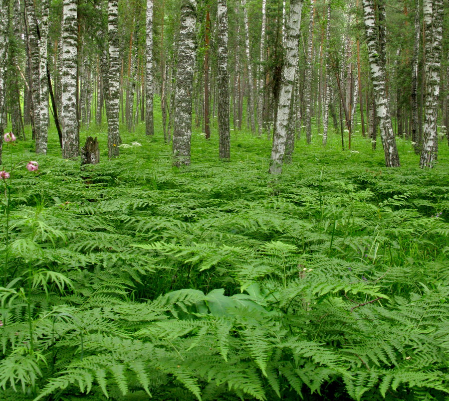 Изображение особи Pteridium pinetorum ssp. sibiricum.