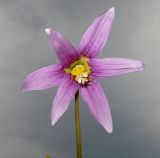 Erythronium sibiricum