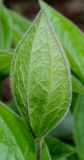 Clematis integrifolia