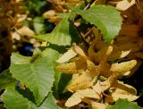 Carpinus betulus. Веточка с нижней частью невызревшего соплодия. Германия, г. Essen, Grugapark. 29.09.2013.