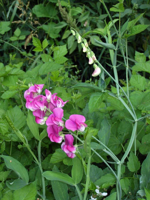 Изображение особи Lathyrus latifolius.