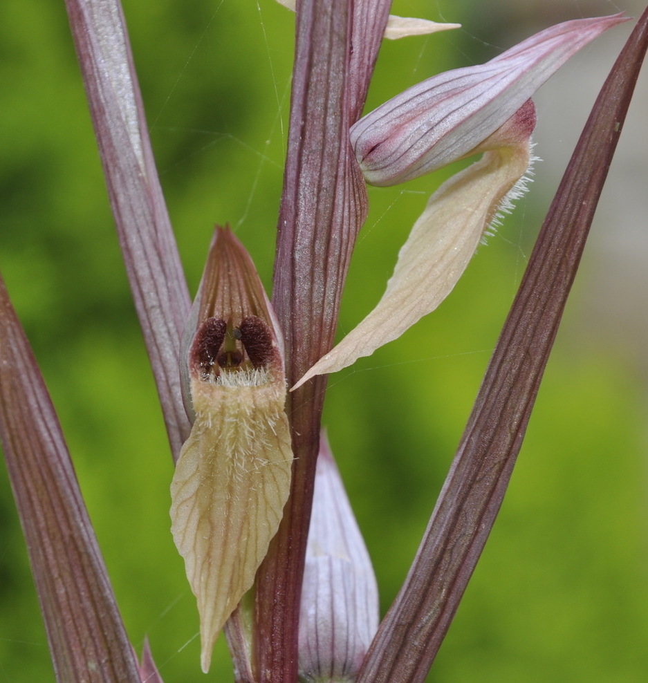 Изображение особи Serapias parviflora.