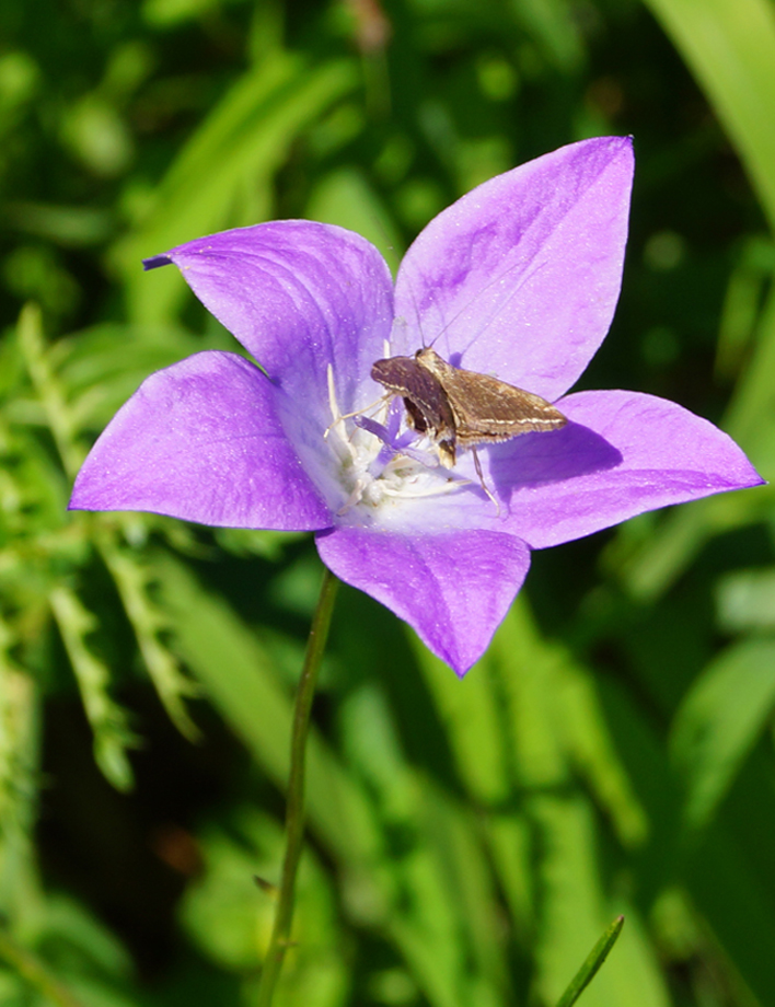 Изображение особи Campanula altaica.