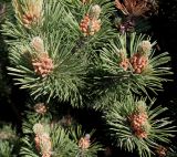 Pinus mugo