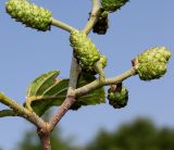 Alnus подвид rugosa