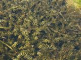 Elodea canadensis. Цветущие и вегетирующие женские растения в толще воды. Нидерланды, провинция Groningen, окр. деревни Noordlaren, мелиоративный канал у озера Zuidlaardemeer. 23 августа 2009 г.