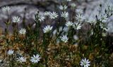 Stellaria brachypetala